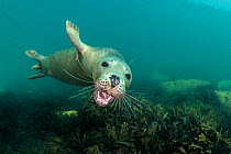 Grey seal (Halichoerus grypus) young seal opens its moutfh towards the camera, while swimming over a shallow bed of seaweeds (Fucus serratus) Lundy Island, Devon, UK. Bristol Channel. North East Altan...