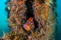 Tompot blenny (Parablennius gattorugine) male peering out of its den, in a leg of Swanage Pier. Swanage, Dorset, UK,  English Channel. North East Atlantic Ocean, August