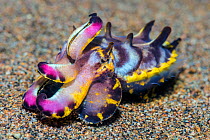 Flamboyant cuttlefish (Metasepia pfefferi) on the sand, Dauin, Negros Island, Philippines. Bohol Sea, Pacific Ocean.
