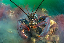 European clawed lobster (Homarus gammarus) excavating a burrow in the sediment. Grevelingenmeer; Zeeland, Holland, Netherlands. North Sea, May