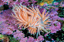 Nudibranch (Flabellina lineata) Gulen, Norway. North Sea, North East Atlantic Ocean, March