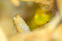 Yellow hairy / Emerald coral goby (Paragobiodon xanthosoma) in coral, Anilao, Batangas, Luzon, Philippines. Verde Island Passages, Pacific Ocean.