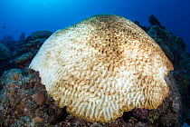 Boulder brain coral (Colpophyllia natans) bleached and growing on a coral reef, East End, Grand Cayman, Cayman Islands, British West Indies. Caribbean Sea.