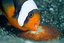 Saddleback anemonefish (Amphiprion polymnus) adult bares its teeth while guarding its newly laid eggs, Anilao, Batangas, Luzon, Philippines. Verde Island Passages, Pacific Ocean.
