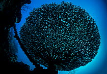 Table coral (Acropora sp) grows into a delicate shape in the sheltered waters of a lagoon, on the wreck of the Teshio Maru. Korror, Palau, Micronesia, Pacific Ocean