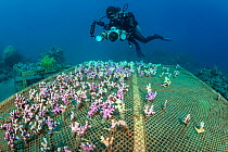 A diver (Eleonora Manca) examines a coral propagation table with cuttings of (Stylophora sp) Aqaba, Jordan. Gulf of Aqaba, Red Sea. Model Released