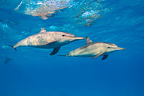 Spinner dolphins (Stenella longirostris) pair swimming just below surface, Sataya Reef, Dolphin House, Fury Shoal, Egypt, Red Sea