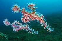 Ornate ghost pipefish (Solenostomus paradoxus) the larger female is above, her pelvic fins are cupping a clutch of eggs, male below, Dauin, Negros Island, Philippines. Bohol Sea,  Pacific Ocean.