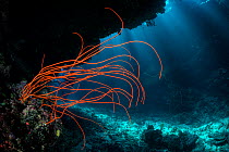Seawhip gorgonian (Ctenocella / Ellisella sp) growing in a coral cavern. Ra Province, Viti Levu, Fiji, Polynesia, Pacific Ocean