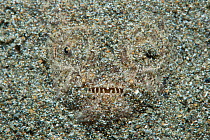 White margin stargazer (Uranoscopus sulphureus) lies hidden in the sand, Anilao, Batangas, Luzon, Philippines. Verde Island Passages, Pacific Ocean.
