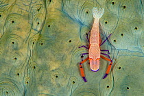 Commensal emperor shrimp (Periclimenes imperator / Zenopontonia rex) scuttles across the skin of its host sea cucumber, Dauin, Dumaguete, Negros, Philippines. Bohol Sea