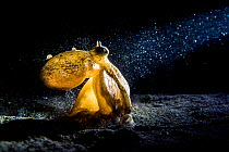 Coconut / Veined octopus (Amphioctopus marginatus) hunts in the sand at night, while illuminated by a diver's torch beam, Anilao, Batangas, Luzon, Philippines. Verde Island Passages, Pacific Ocean.