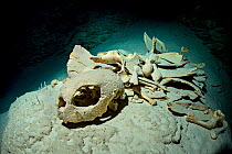 Green sea turtle (Chelonia mydas) skeleton deep in a dark cave on a coral reef, turtles breath air and occasionally get lost in caverns in coral reefs and die drowning. Rock Islands, Palau, Micronesia...
