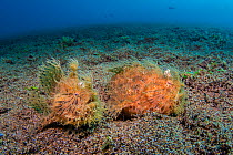 Hairy / Straited frogfish (Antennarius striatus) pair in their typical habitat, male on left, female on right panting with a belly fully of eggs. Dauin, Negros Island, Philippines. Bohol Sea, tropical...