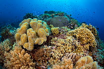 A busy coral head, with hard and soft corals. South Atoll, Tubbataha Atolls, Tubbataha Reefs Natural Park, Palawan, Philippines. Sulu Sea.