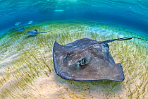 Southern stingrays (Hypanus americanus) large female and two smaller males forage over seagrass in shallow water, accompanied by Bar jacks (Caranx ruber) The Sandbar, Grand Cayman, Cayman Islands. Bri...