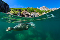 Grey seal (Halichoerus grypus) split level view of young swimming at the surface beneath the cliffs of Lundy Island, Devon, UK, Bristol Channel, August