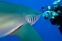 A diver has a dramatic close encounter with Silky shark (Carcharhinus falciformis) Cat Island, Bahamas. Tropical North Atlantic Ocean