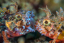 Mozambique scorpionfish (Parascorpaena mossambica) two males disputing territory on the seabed, yawning is a threat display, Dauin, Dumaguete, Negros, Philippines. Bohol Sea, tropical west Pacific Oce...