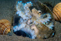 Veined / Coconut octopus (Amphioctopus marginatus) makes a home between a piece of plastic and a shell, holding the two halves together with its sucker covered legs. Anilao, Batangas, Luzon, Philippin...