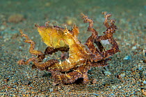 Algae octopus (Abdopus aculeatus) moves over a sandy seabed, Dauin, Negros Island, Philippines. Bohol Sea, tropical west Pacific Ocean.