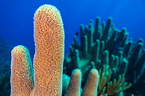 A stand of Pillar coral (Dendrogyra cylindrus) growing on a coral reef, East End, Grand Cayman, Cayman Islands