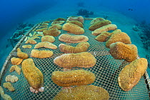 Wide angle view of coral propagation table with mushroom corals (Herpolitha limax) Aqaba, Jordan. Gulf of Aqaba, Red Sea.