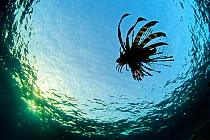 Lionfish (Pterois volitans) silhouettte of young fish swimming near the surface, Beacon Rock, Sha'ab Mahmood, Sinai, Egypt. Red Sea