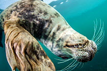 Grey seal (Haichaoerus grypus) playful young female upside down, Lundy Island, Devon, UK, Bristol Channel, August