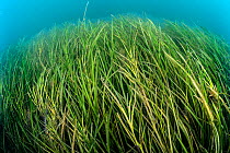 Seagrass meadow / Common eelgrass / Seawrack (Zostera marina) next to Swanage Pier, Swanage, Dorset, UK August