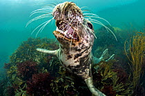 Grey seal (Haichaoerus grypus) young female opens her mouth playfully while she looks up from a bed of shallow seaweeds (Fucus serratus) Lundy Island, Devon, UK. Bristol Channel, August