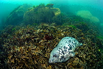 Grey seal (Haichaoerus grypus) large female adult sleeps in a bed of seaweeds (Fucus serratus) Lundy Island, Devon, England, UK Bristol Channel, August.