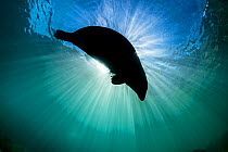Grey seal (Haichaoerus grypus) large female silhouetted as it swims at the surface with a sunburst, Lundy Island, Devon, UK, Bristol Channel, August