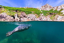 Grey seal (Haichaoerus grypus) split level view of young male swimming beneath the surface close to shore. Lundy Island, Devon, UK, Bristol Channel, August