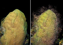 Mountainous star coral (Orbicella faveolata; previously Montastraea faveolata) two photos showing setting gamete bundles and then spawning them, East End, Grand Cayman, Cayman Islands, British West In...