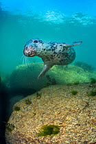 Grey seal (Haichaoerus grypus) young female swims over granite boulders in the shallows. Lundy Island, Devon, UK. Bristol Channel, August