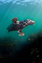 Grey seal (Halichoerus grypus) young male swims over a kelp forest (Laminaria hyperborea) Farne Islands, Northumberland, UK, North Sea, August