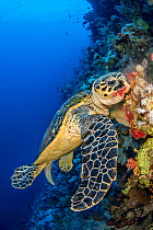 Hawksbill turtle (Eretmochelys imbricata) male chomps on soft coral. Jackson Reef, Sinai, Egypt. Strait of Tiran, Red Sea.