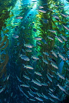 Blacksmiths (Chromis punctipinnis) school swam through a giant kelp (Macrocystis pyrifera) forest, Santa Barbara Island, Channel Islands. Los Angeles, California, USA,  North East Pacific Ocean.