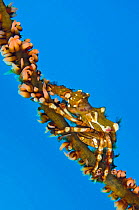 Xeno crab (Xenocarcinus tuberculatus) climbs up a whip coral. Sangeang Island, Sumbawa, Indonesia. Flores Sea.