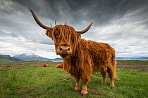 Highland cow with dark sky, Skye, Scotland, UK, June 2016