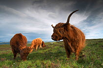 Group of Highland cows in the wind, Skye, Scotland, UK, June 2016