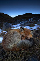 Red fox (Vulpes vulpes) sleeping,  Vanoise National Park, Rhone Alpes, France. October.