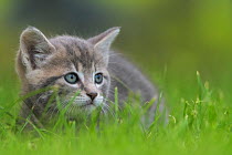 Domestic cat  (Felis catus) 5 week kitten in grass, kittens  Eure et Loir, France. July