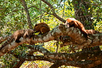 South American coatis (Nasua nasua) resting in tree, Fazenda Baia das Pedras, Pantanal, Brazil. Taken on location for BBC Wild Brazil series.