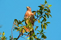 Roadside hawk (Rupornis magnirostris), Fazenda Baia das Pedras, Pantanal, Brazil. Taken on location for BBC Wild Brazil series.