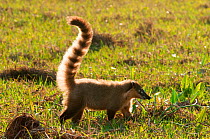 South American coati (Nasua nasua), Fazenda Baia das Pedras, Pantanal, Brazil. Taken on location for BBC Wild Brazil series.