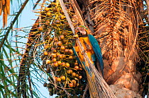 Blue and yellow macaw (Ara ararauna) eating palm fruit, Fazenda Baia das Pedras, Pantanal, Brazil. Taken on location for BBC Wild Brazil series.