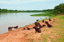 Group of Capybaras (Hydrochoerus hydrochaeris) on riverbank near Port Jofre, Pantanal, Brazil. Taken on location for BBC Wild Brazil series.