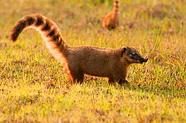 South American Coati (Nasua nasua), Fazenda baia das Pedras, Pantanal, Brazil. Taken on location for BBC Wild Brazil series.
